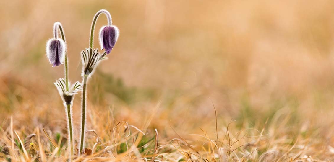 Kulturdagar i Lofsdalen