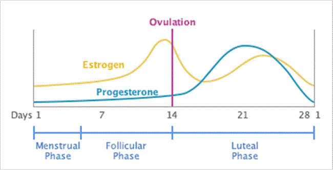 Träningsstudie på kvinnor