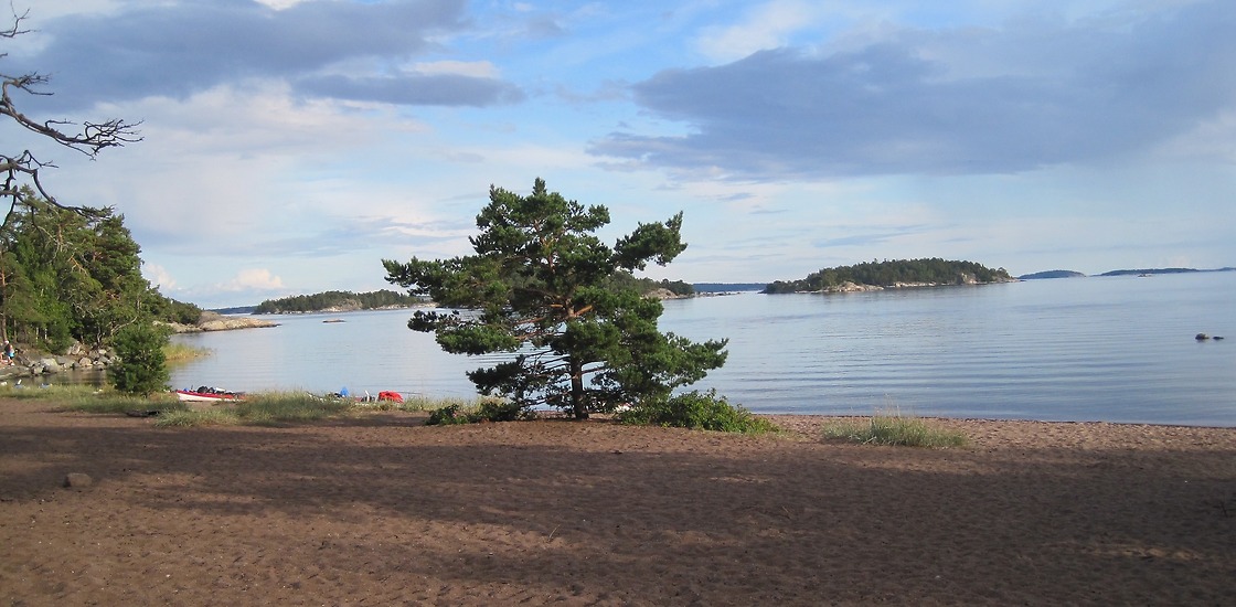summer archipelago pine tree stockholm sweden 