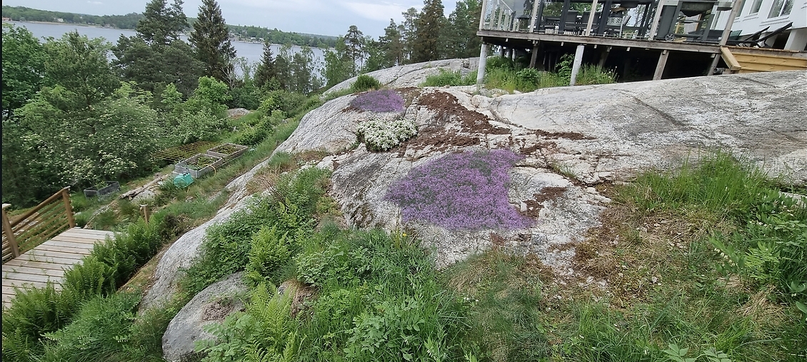 Timjan i bergsskrevor