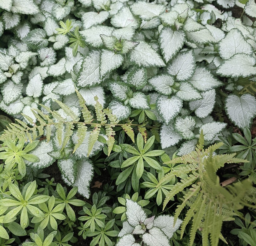 Myskmadra rosenplister ormbunke