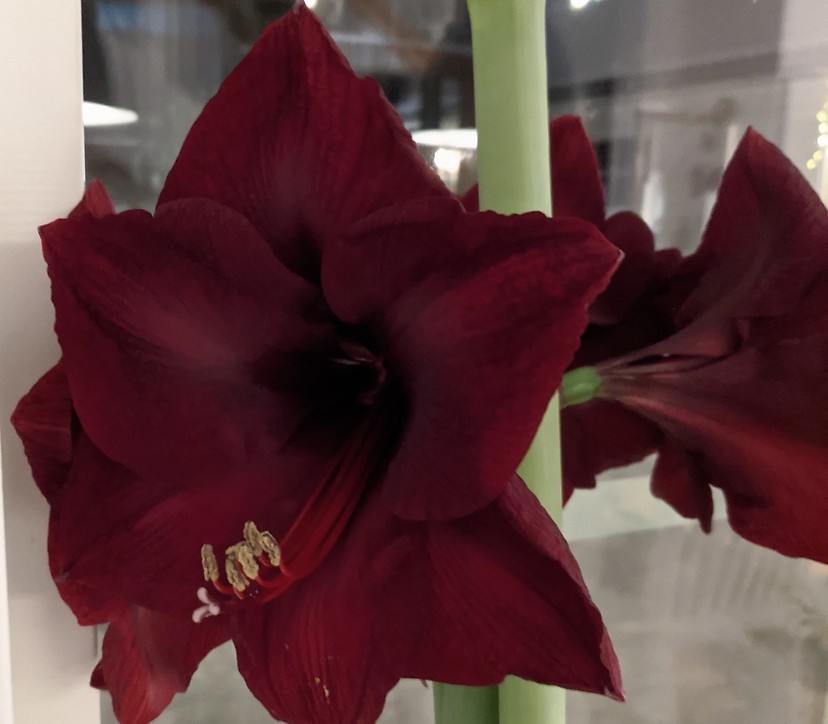 Amaryllis röd
