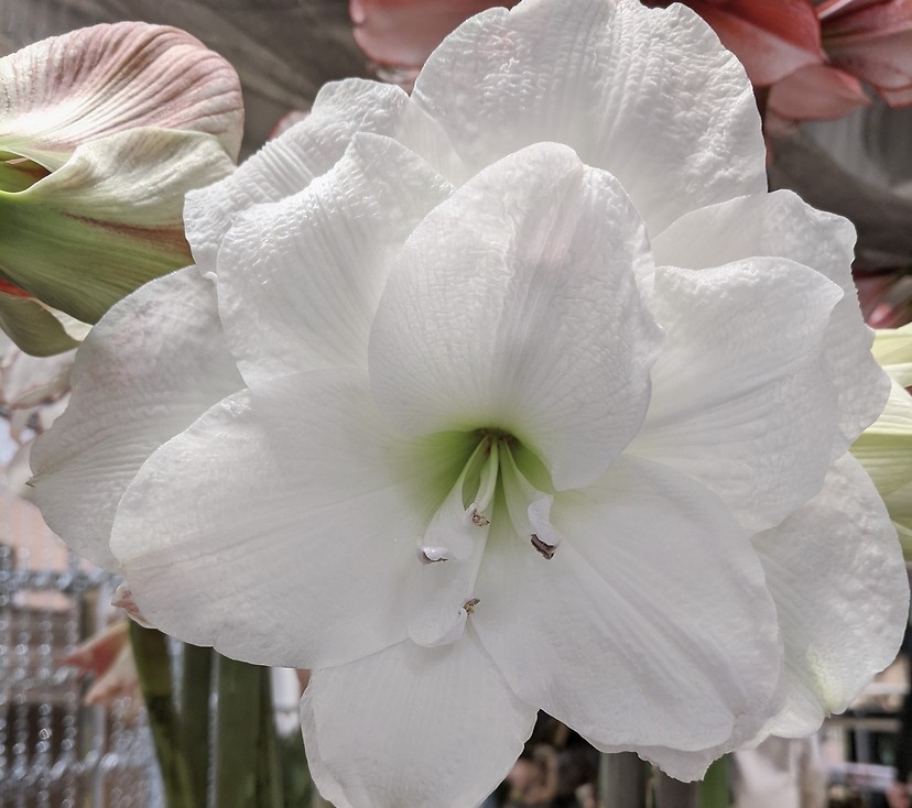 Amaryllis vit
