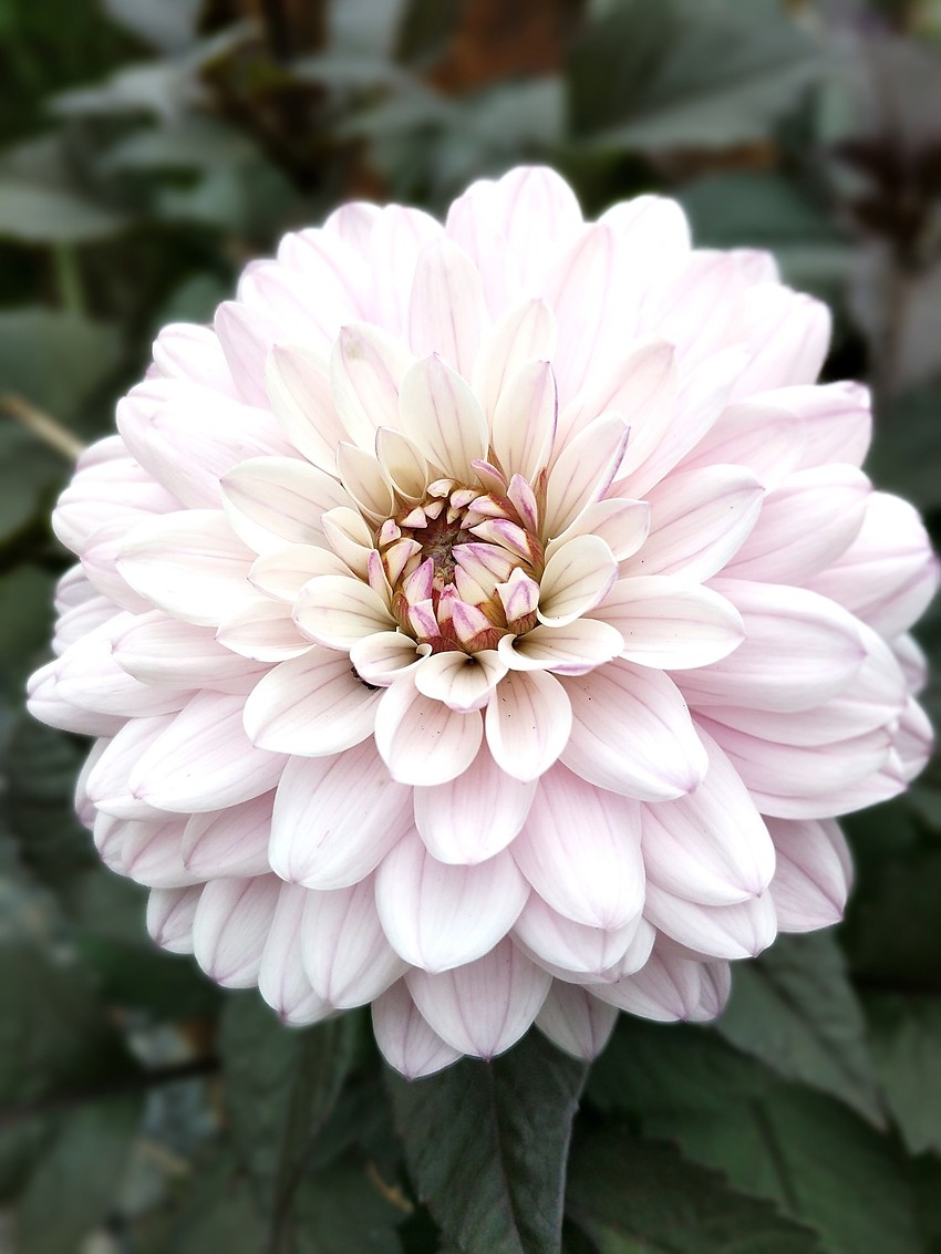 Dahlia