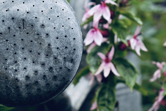 Trädgårdsdesign - vattning