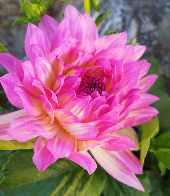 Trädgårdsdesign-Dahlia