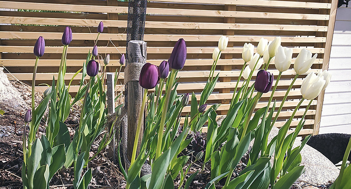 Trädgårdsdesign - Tulpaner