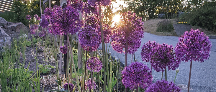 Trädgårdsdesign - Allium
