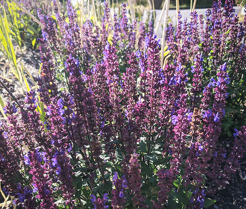 Trädgårdsdesign - Stäppsalvia Caradonna