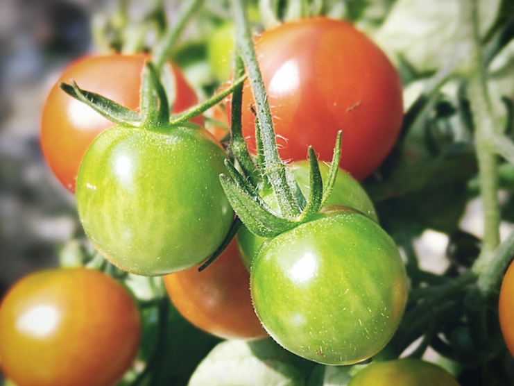 Trädgårdsdesign - toppa tomater