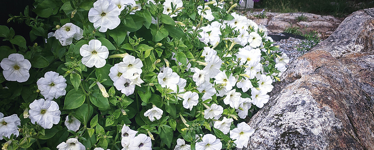 Trädgårdsdesign - Petunia
