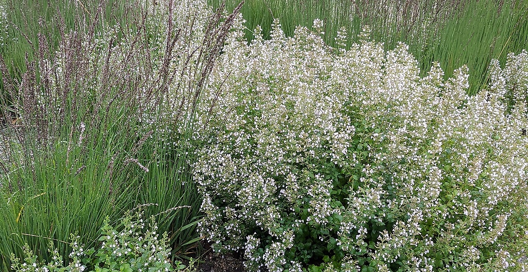 Trädgårdsdesign - Perennparken i Skärholmen