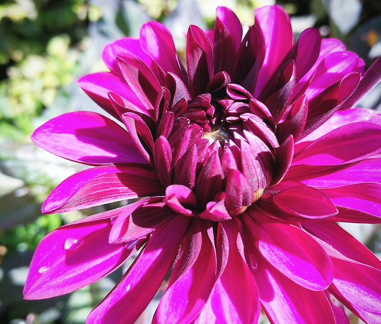 Trädgårdsdesign - Dahlia