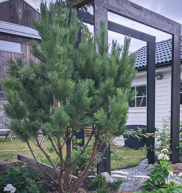 Tall watereri portal