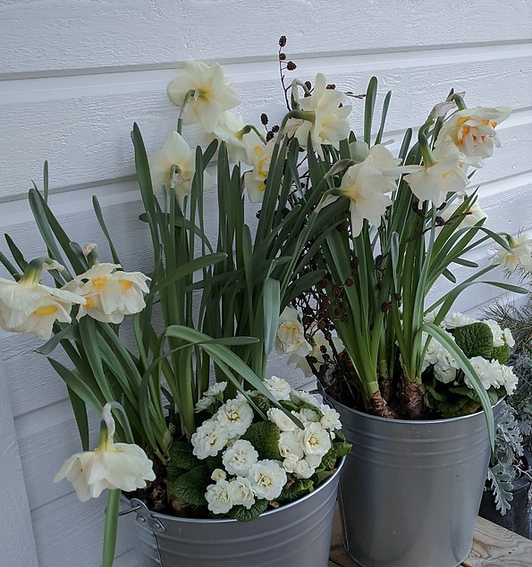 Narcissus Primula