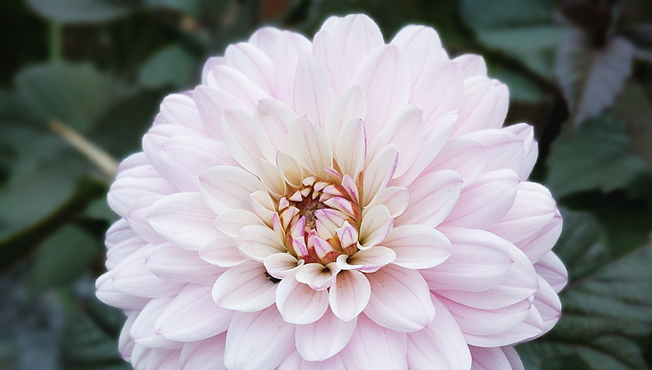 Dahlia