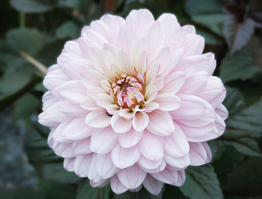 Dahlia