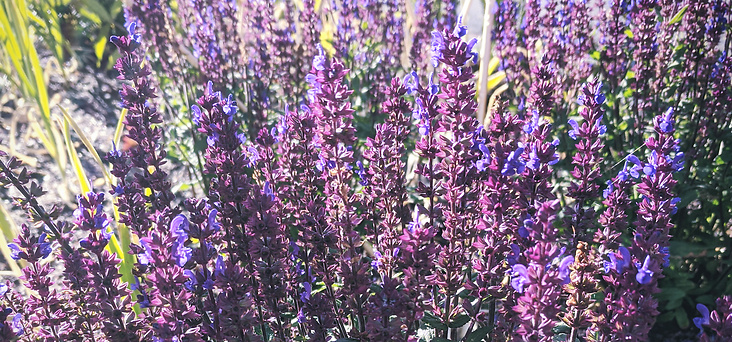 Stäppsalvia