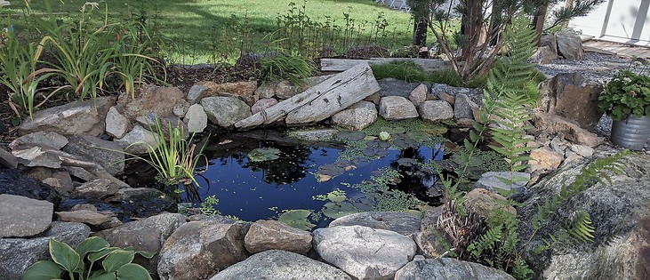 Damm, trädgårdsdamm