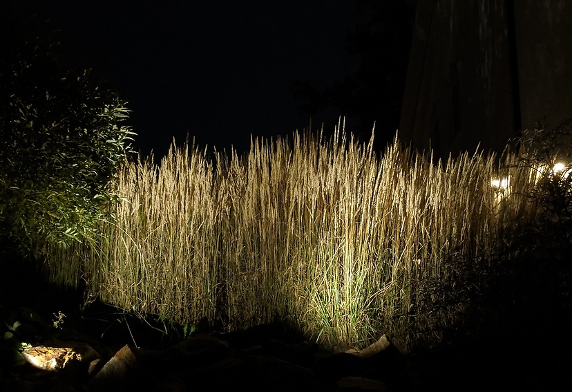 Belysning prydnadsgräs
